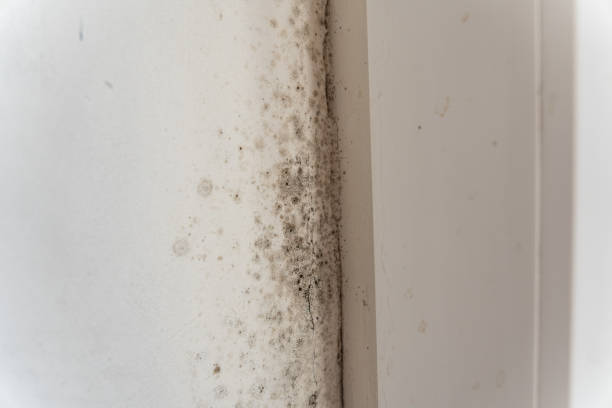 Trusted Brooksville, FL Mold Removal Experts